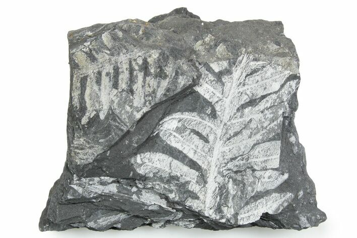 Fossil Seed Fern (Alethopteris) Plate - Pennsylvania #347692